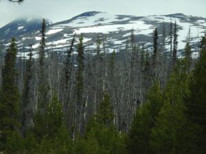 1 rainbows (Stuix Spring Flowers)