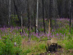 10 fireweed in burn (Summer 2024)