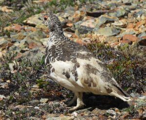 10 ptarmagin (Perkins Peak 2024)