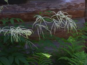 10 unknown (Stuix Spring Flowers)