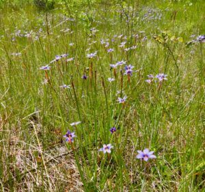 blue-eyed grass (Moving Into Summer)