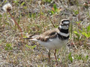 11 killdeer (Stuix Spring Flowers)