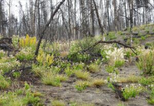 11 late summer flos (Summer 2024)