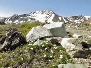 11 mt avens (Perkins Peak 2024)