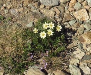 12 cutleaf anemone (Perkins Peak 2024)