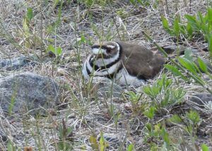 12 nest (Stuix Spring Flowers)