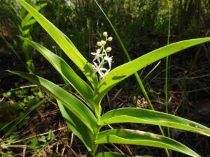 8 star flowered ss (Moving Into Summer)