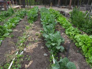 12 gharden best (Summer 2024)