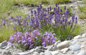 2 penstemons (Moving Into Summer)