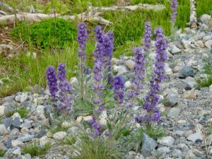 13 silky phacelia (Stuix Spring Flowers)