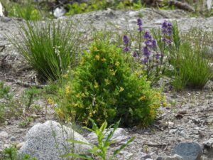 fumitory (Moving Into Summer)