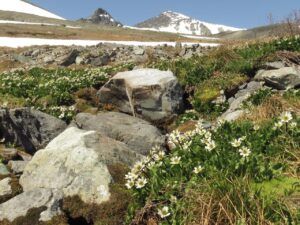 14 mmm (Perkins Peak 2024)