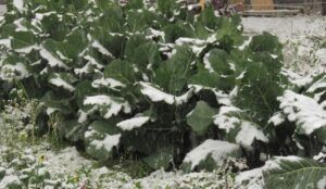 15 collards (Fall 2024)