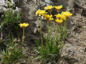 false dandelion (Moving Into Summer)