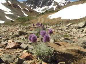 15 sily phacelia (Perkins Peak 2024)