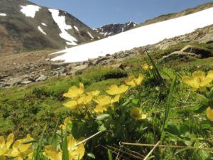 16 mm buttercups (Perkins Peak 2024)