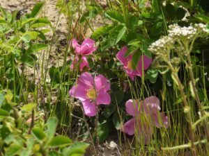 roses (Moving Into Summer)