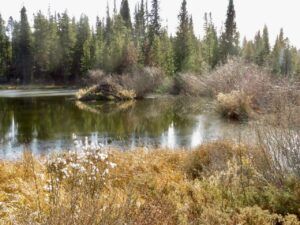 15 touch of ice (Fall 2024)