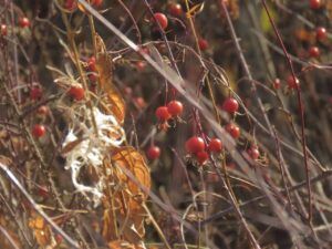 17 rosehips (Fall 2024)