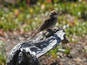 11 chipping sparrow (Moving Into Summer)
