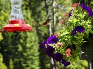 hummer and petunia (Moving Into Summer)