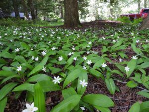 2 queens cup (Stuix Spring Flowers)