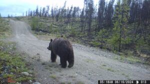 2 trail camera ghrizz (Moving Into Summer)