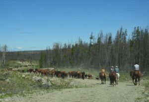21 cattle drive 2 (Moving Into Summer)