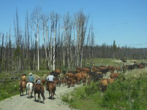 22 cattle drive 3 (Moving Into Summer)