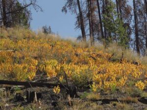 3 dogbane intensified (Fall 2024)