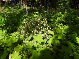 3 lady’s slipper 1 (Stuix Spring Flowers)