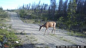 mule deer (Moving Into Summer)