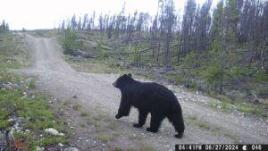 black bear (Moving Into Summer)