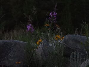 4 evening flos (Summer 2024)