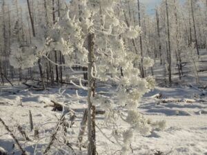 4 hoar frost (The Non-Winter.)