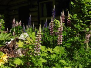 4 lupins (Stuix Spring Flowers)