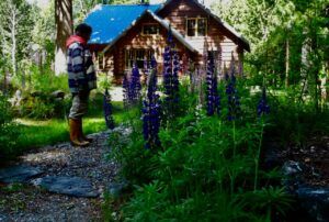 5 K and lupins (Stuix Spring Flowers)