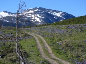 5 mega lupins (Perkins Peak 2024)