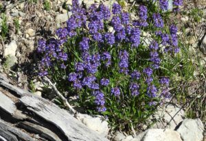 6 penstemon (Perkins Peak 2024)