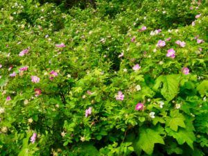 6 roses (Stuix Spring Flowers)