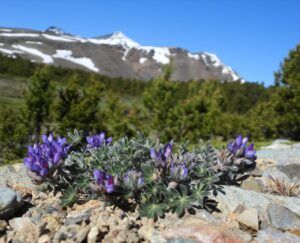 7 lyalls lupin (Perkins Peak 2024)