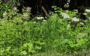 7 roadside (Stuix Spring Flowers)