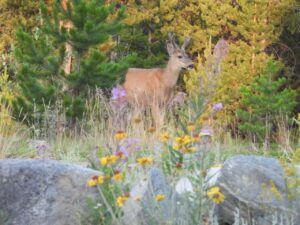 8 buck in yard 1 (Summer 2024)