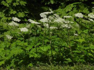 cow parsley (Stuix Spring Flowers)