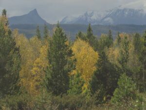 8 losing leaves (Fall 2024)