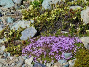 8 moss campio9n and y heather (Perkins Peak 2024)