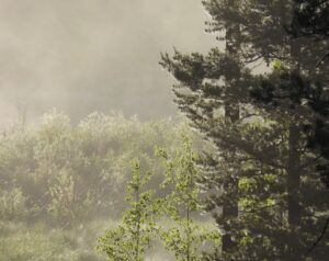 10 more fog (Moving Into Summer)