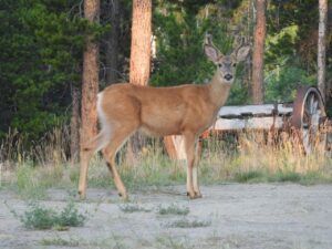 9 buck in yard 2 (Summer 2024)