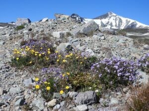 9 jacob’s ladder, and PP (Perkins Peak 2024)