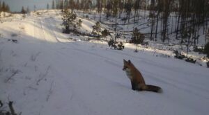 fox (The Non-Winter.)